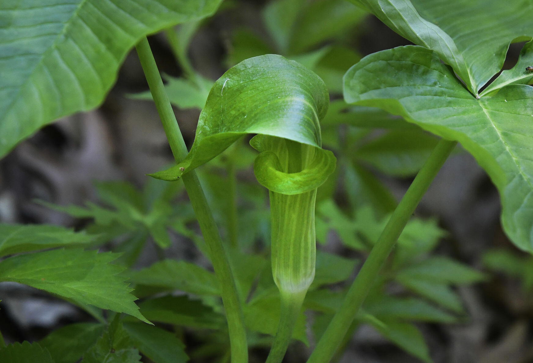 Plants